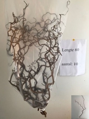 Corylus Contorta 60cm 2-year