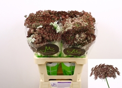 Daucus Carota Dara 60cm