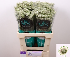 Astrantia Billion Stars 60cm