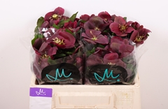 Helleborus Classic One 35cm
