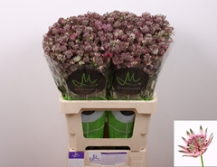 Astrantia Star Of Africa 60cm
