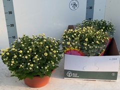 Chrysanth Chrystal White 23Ø 27cm