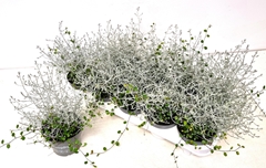 Leucophyta Brownii Silvercalos 12Ø 15cm
