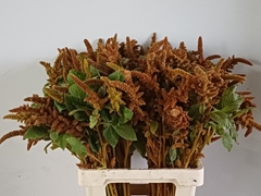 Amaranthus Cruentus Hot Biscuits 70cm