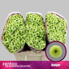 Chrysanth Santini Bumper 55cm 48gr.