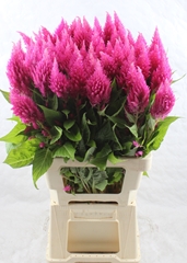 Celosia Sunday Bright Pink 70cm