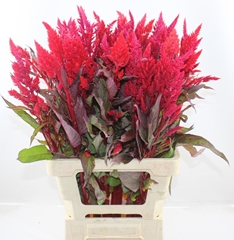Celosia Sunday Red 70cm