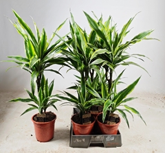 Dracaena Lemon Lime 19Ø 90cm
