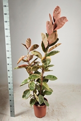 Ficus Belize 27Ø 160cm