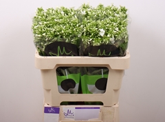 Phlox Icecap 50cm