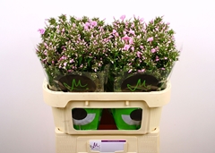 Phlox Pink Eyes 70cm