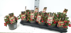 Gaultheria Big Berry 12Ø 20cm