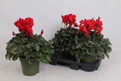 Cyclamen Halios Curly 17Ø 35cm
