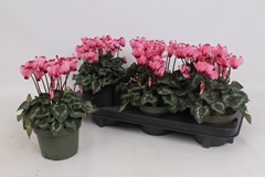 Cyclamen Victoria Salmon 13Ø 25cm