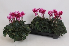 Cyclamen Halios Fantasia 13Ø 30cm