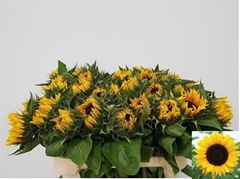 Helianthus Sunrich Orange 80cm 12cm Hd