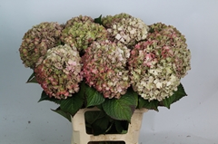 Hydrangea Glowing Alps Classic 70cm 17-19cm Hd