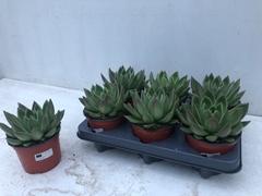 Echeveria Miranda 12Ø 17cm
