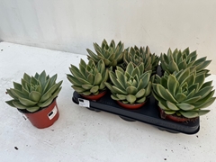 Echeveria Miranda 12Ø 17cm