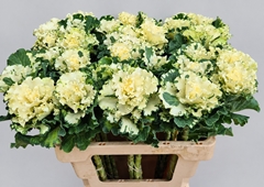 Brassica Crane Ruffle White 55cm