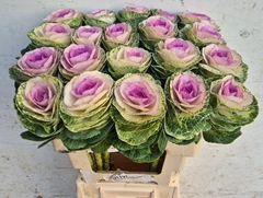 Brassica Crane Bicolour 60cm