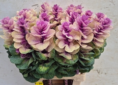 Brassica Empire Luba 75cm