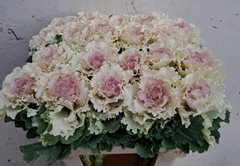 Brassica Crane Ruffle Bicolour 60cm