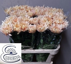 Chrysanth Single Avignon 80cm 70gr.