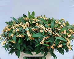 Euphorbia Fulgens Spray Cognac Baron 80cm 15cm Hd