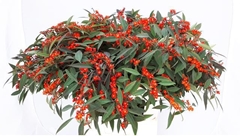 Euphorbia Fulgens Spray Red Surprise 80cm 10cm Hd