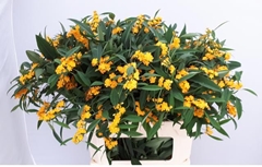 Euphorbia Fulgens Spray Cream Yellow 80cm 10cm Hd