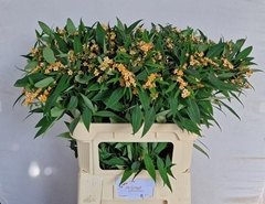 Euphorbia Fulgens Spray Cognac Baron 80cm 10cm Hd