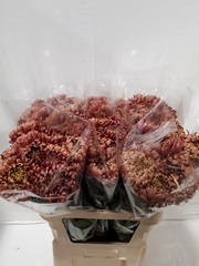 Chrysanth Single Bislet Red 80cm 45gr.