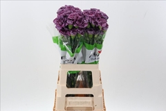 Dianthus Single Hypnosis 70cm