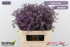 Limonium Safora Lilac 80cm 30gr.