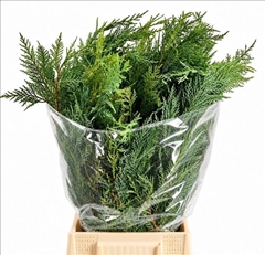 Coniferen Green 60cm
