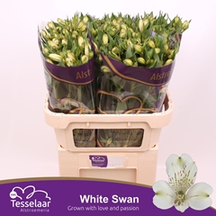 Alstroemeria White Swan 75cm 60gr.