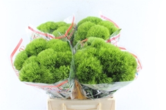Dianthus Barb Trigreen Xl 45cm