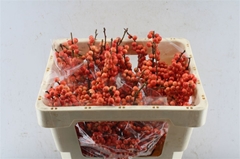 Ilex Oudijk's Orange 45cm