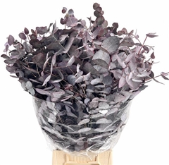 Eucalyptus Cinerea Painted Absorbed Red Per Bunch 65cm 200gr.