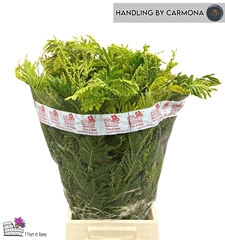 Acacia Baileyana Per Bunch 60cm 150gr.