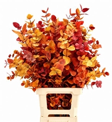 Eucalyptus Cinerea Painted Mix Per Bunch 70cm 150gr.