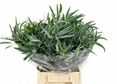 Eucalyptus Nicholii Per Bunch 50cm 150gr.