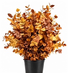 Eucalyptus Cinerea Yellow Per Bunch 70cm 150gr.
