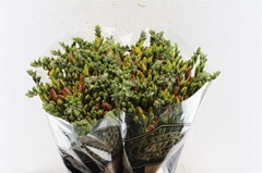 Freesia Double Clementine 50cm 20gr.