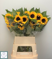 Helianthus Vincent's Choice 90cm