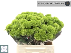 Dianthus Barb Kiwi Mellow 40cm
