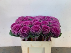 Brassica Red Crane 60cm