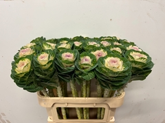 Brassica White Crane 75cm
