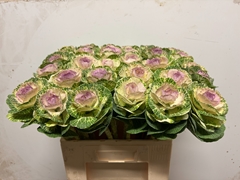 Brassica Crane Bicolour 60cm